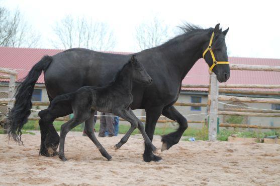 Vymyslete jméno pro právě narozené hříbě
