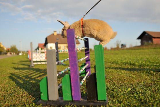 Králíci z Broumova uspěli na Grand Prix v Poděbradech