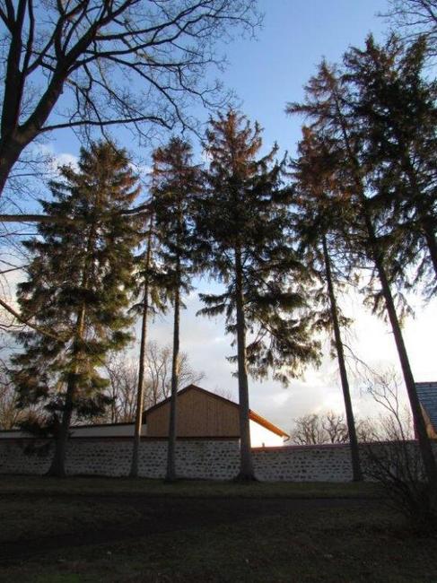 V broumovském Schrollově parku je nutné pokácet sedm smrků ztepilých