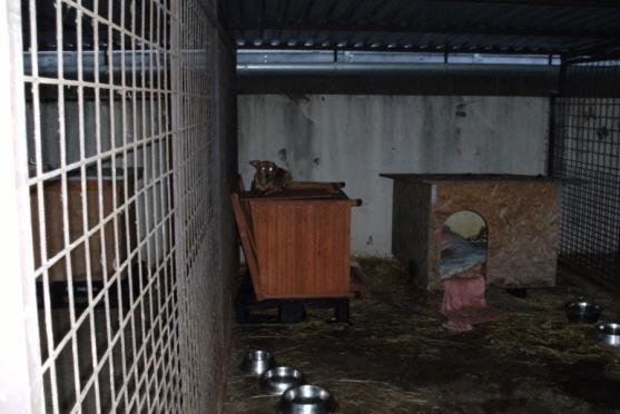 O pět zanedbaných psů z mediálně známého příběhu z Vysočiny se stará broumovský útulek