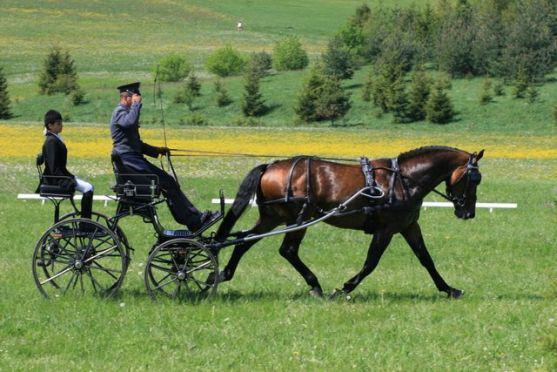 Na polické závody koňských spřežení přijedou jezdci ze sedmi států