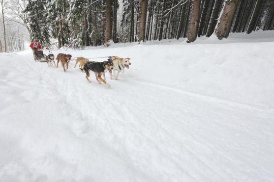 Na závody psích spřežení se na Janovičky u Broumova přišlo podívat 3 000 diváků