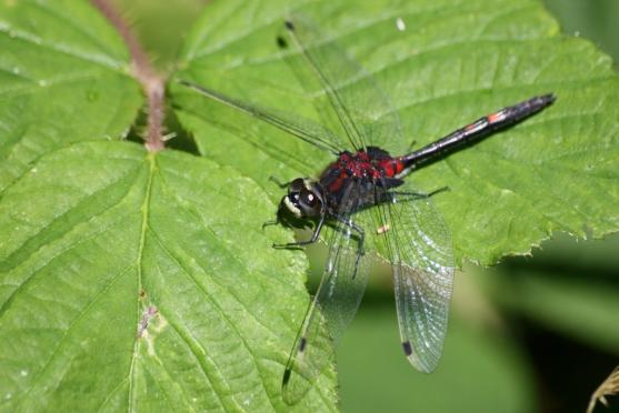 Černé jezírko a vážky ze Sibiře