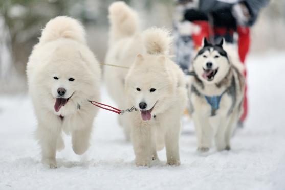 Janovičky patřily musherům a jejich psům