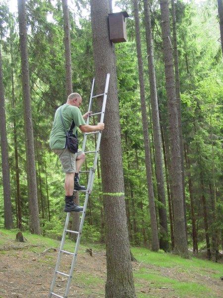 Podpora hnízdění dravců a sov v CHKO Broumovsko