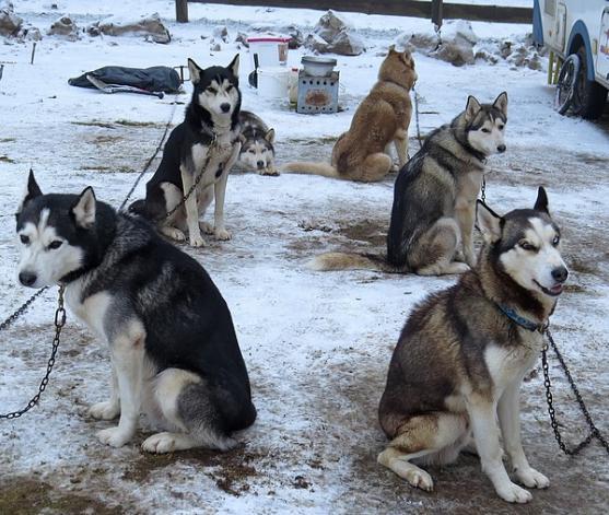 Místo na saních se na Janovičkách jezdilo na kárách