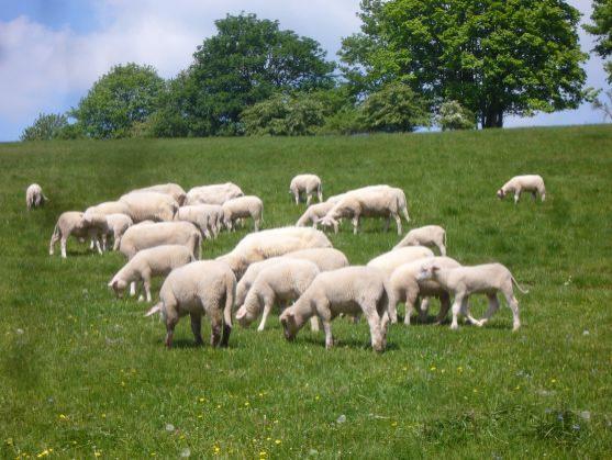 Ocenění Nejlepší sedlák PRO-BIO letos dostala Monika Menčíková ze Šonova u Broumova 