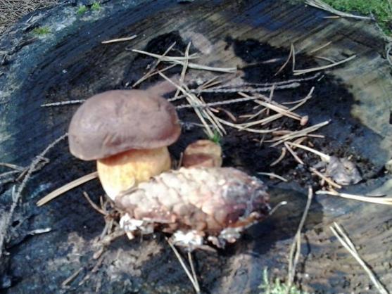 Nabídka akcí na Boumovsku pro víkend od 22. do 24. srpna