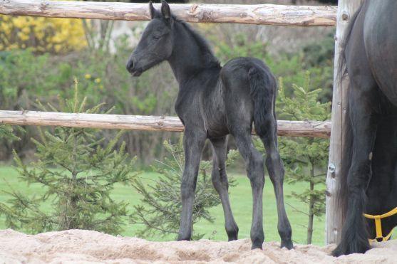 Hříbě má své jméno. Na křtu zahrají Zelenáči