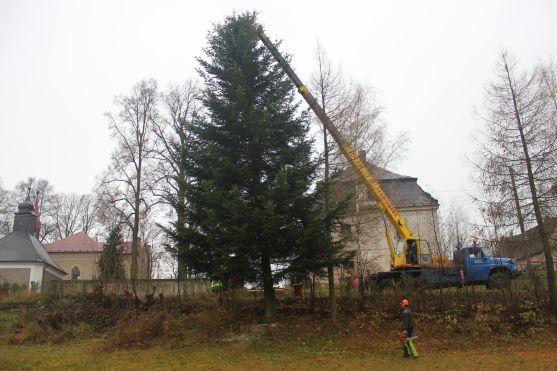 Broumovský vánoční strom je z Šonova