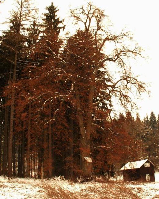 Památná Husitská lípa na Ostaši padla vichrem