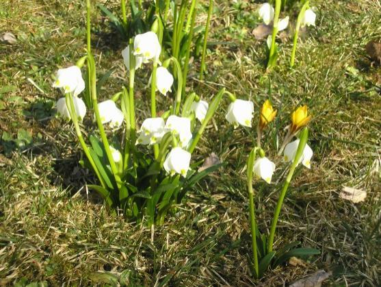 Vypadá to, že zima letos již skončila 