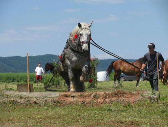 Kvalifikace koní na mistrovství republiky se jela v Martínkovicích u Broumova