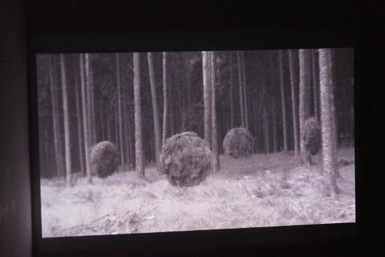 Na výstavě Petra Stibrala se návštěvník ocitá uprostřed lesa 