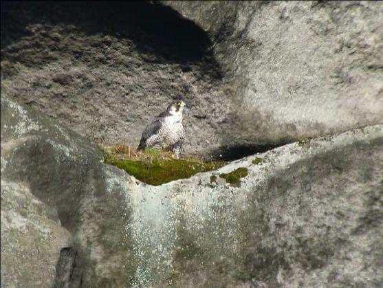 Rekordní počet hnízdících sokolů v CHKO Broumovsko. Letos poprvé i s pozorováním pro veřejnost