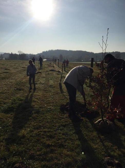 Stromodění vysázelo 50 stromů