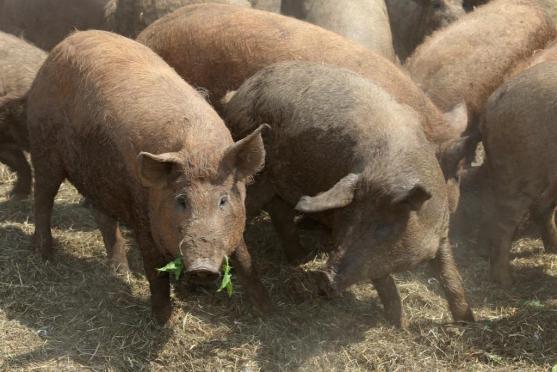 Příběh cesty od zchátralého kravína k jedné z nejlepších farem v České republice 