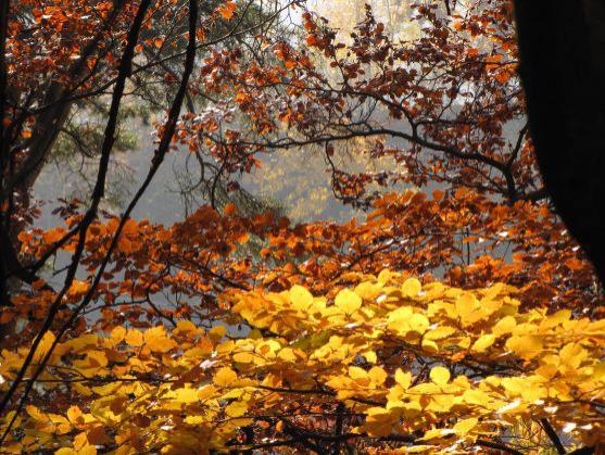 Fotoreportáž: Vzpomínka na barevný podzim