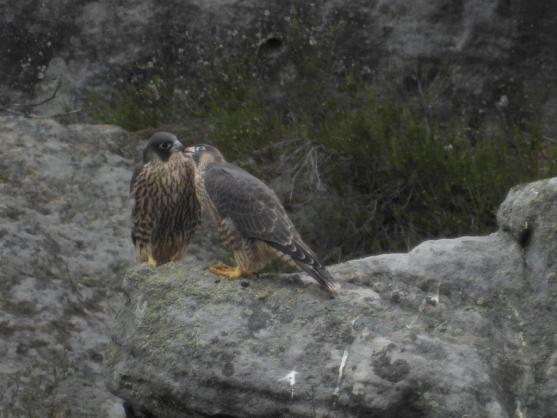 Sokoli na Ostaši těsně před vylétnutím z hnízda, na Frýdlantskou vyhlídku zkratkou! 
