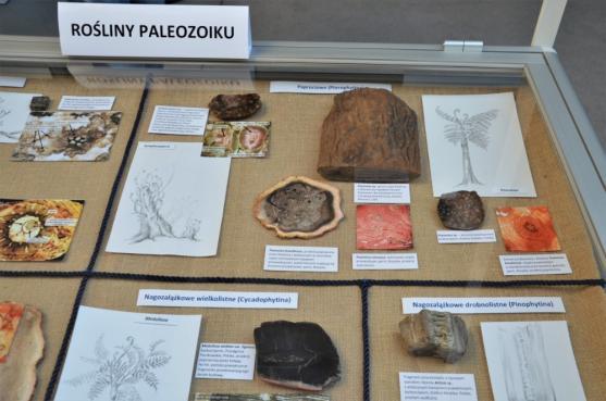 Výstava zkamenělých dřev AlekSandry Niemirowské
