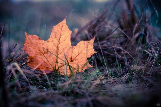 Tvář a vous absolventa broumovského gymnázia dominují článku v MF Dnes
