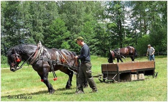 V Martínkovicích soutěžili koně ve třech disciplínách