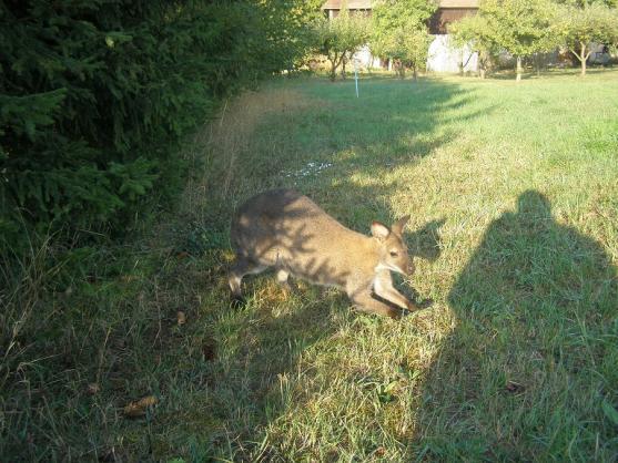 Dva klokani z farmy Wenet v Broumově si udělali krátký výlet