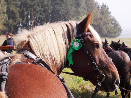 Všichni přátelé koní zvou na tradiční Hubertovy jízdy 