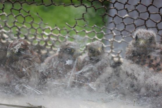 Místo narození: broumovský klášter