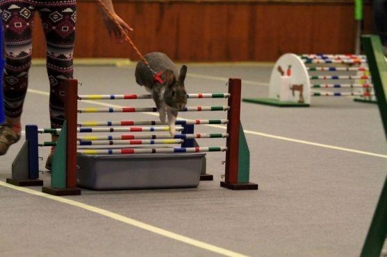 Sportovní disciplína Králičí hop bude mít své závody v Broumově