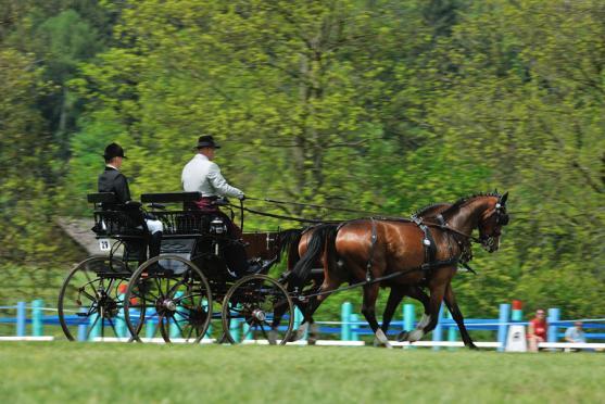 Jiří Nesvačil se stal vítězem v kategorii dvojspřeží při mezinárodních závodech koňských spřežení v Polici nad Metují