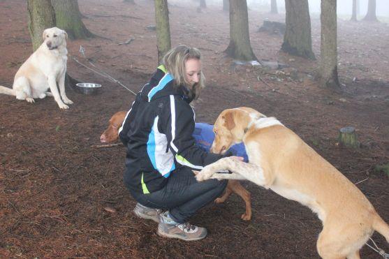 Letos se se psy běhalo a jezdilo na kárách, koloběžkách a kolech