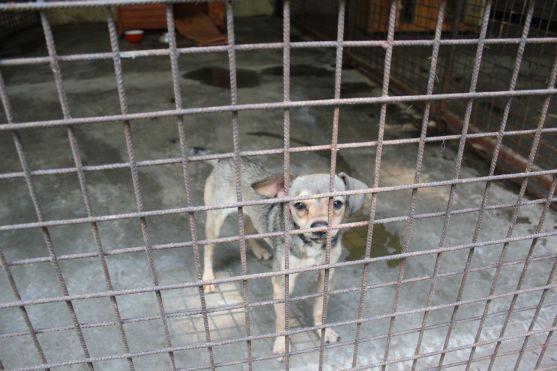 V broumovském psím útulku čeká na nové majitele dvanáct psů