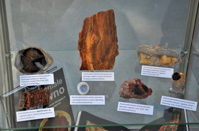 Výstava zkamenělých dřev AlekSandry Niemirowské