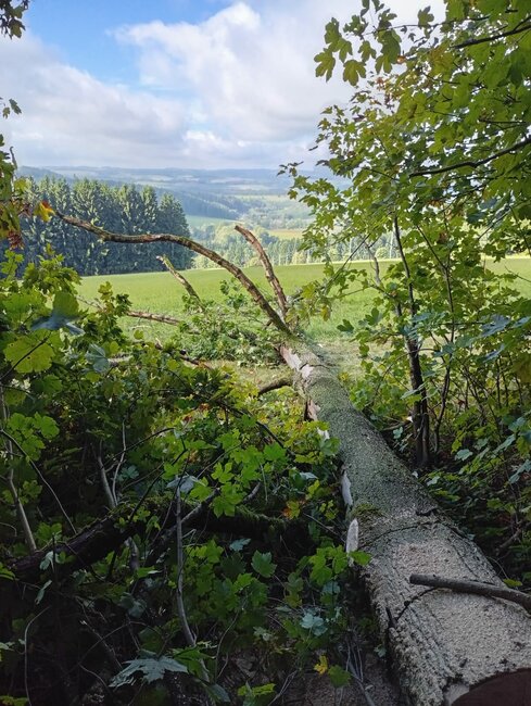 Lesní dělník Zdeněk Zítka: Starám se o syna a několik hektarů lesa