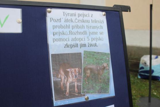 O pět zanedbaných psů z mediálně známého příběhu z Vysočiny se stará broumovský útulek