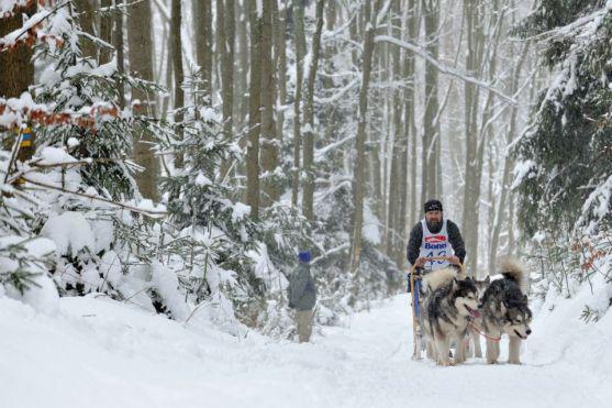 Na závody psích spřežení se na Janovičky u Broumova přišlo podívat 3 000 diváků