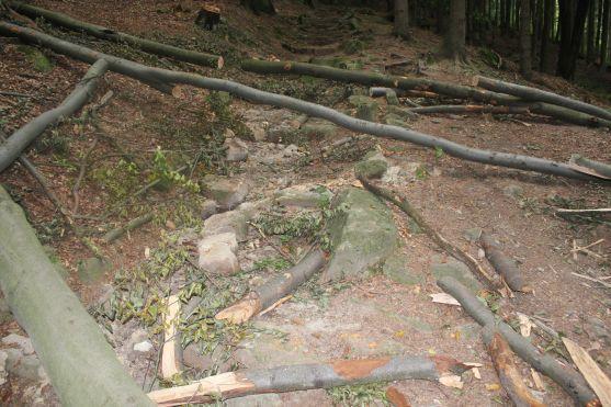 Turistická cesta z Křinic na Hvězdu je poničená těžbou dřeva. Lesy ČR slíbily nápravu 