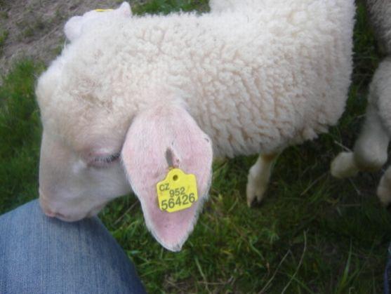 Ocenění Nejlepší sedlák PRO-BIO letos dostala Monika Menčíková ze Šonova u Broumova 