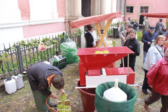 Během Broumovského vinobraní se pilo i soutěžilo
