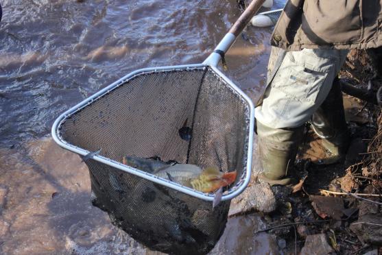 Ryby z rybníku v Hejtmánkovicích lovili hasiči
