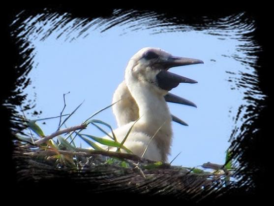 Na pivovarském komíně v Olivětíně se vylíhla čápata 