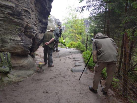 Sokoli na Ostaši těsně před vylétnutím z hnízda, na Frýdlantskou vyhlídku zkratkou! 
