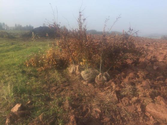 Stromodění vysázelo 50 stromů