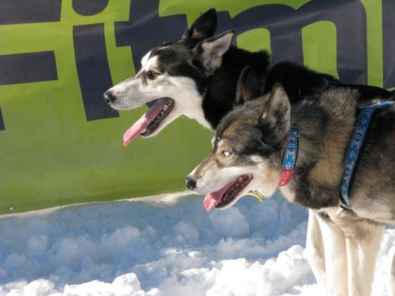 Změna místa závodům psích spřežení neuškodila. Naopak!