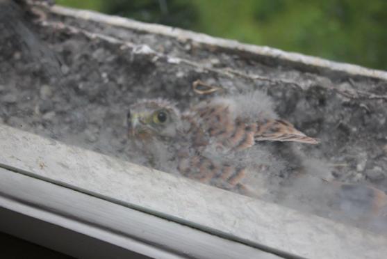 Místo narození: broumovský klášter