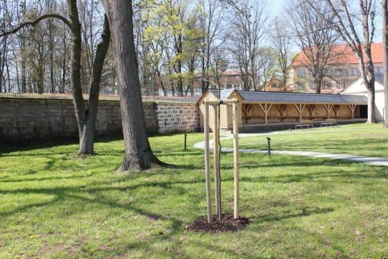 V klášterní zahradě byl zasazen nový vzácný strom Dřezovec trojtrnný