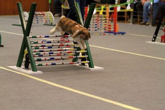 Sportovní disciplína Králičí hop bude mít své závody v Broumově