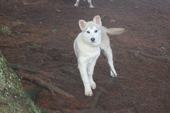 Letos se se psy běhalo a jezdilo na kárách, koloběžkách a kolech