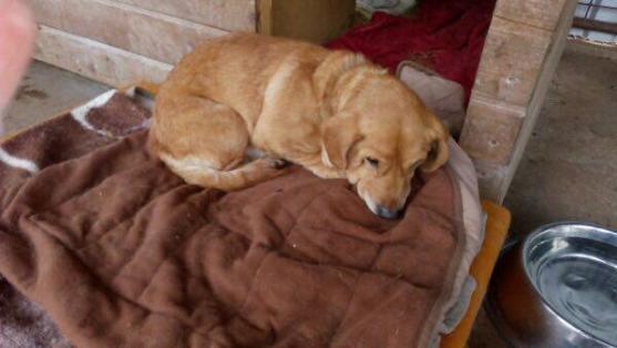 V broumovském útulku zachránili psa. Po majiteli pátrají